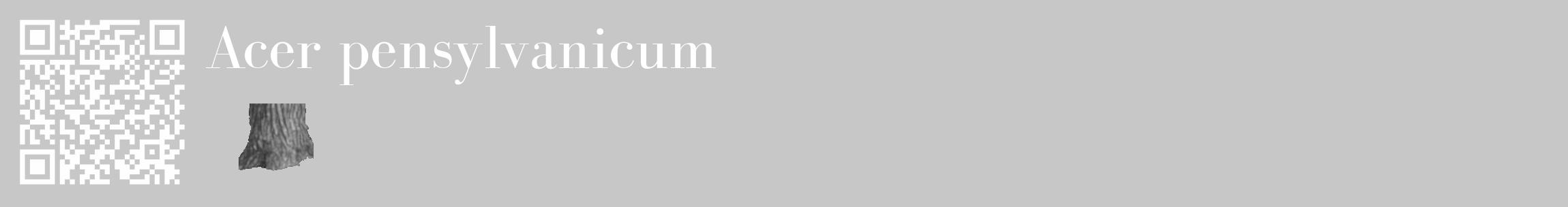 Étiquette de : Acer pensylvanicum - format c - style blanche15_basique_basiquebod avec qrcode et comestibilité simplifiée
