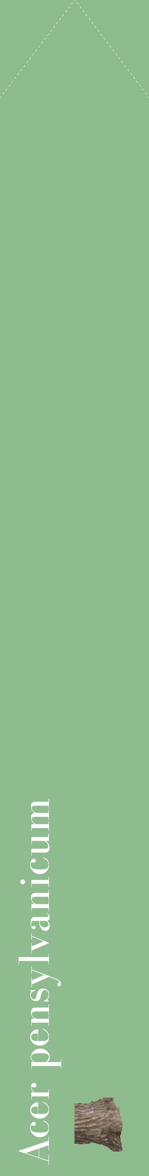 Étiquette de : Acer pensylvanicum - format c - style blanche13_simplebod avec comestibilité simplifiée