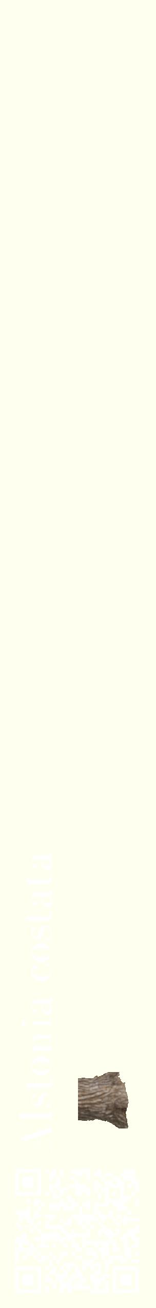 Étiquette de : Alstonia costata - format c - style blanche19_simplebod avec qrcode et comestibilité simplifiée