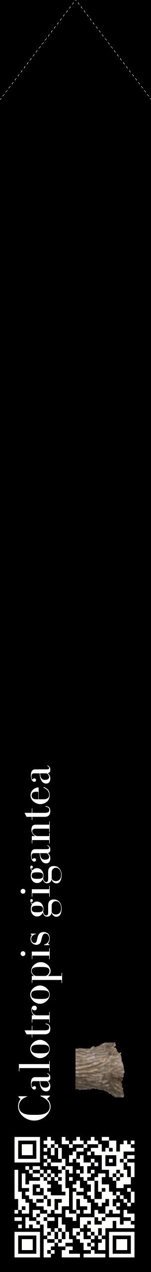 Étiquette de : Calotropis gigantea - format c - style blanche59_simplebod avec qrcode et comestibilité simplifiée