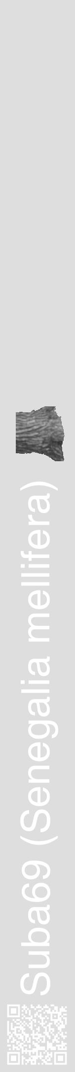 Étiquette de : Senegalia mellifera - format a - style blanche20hel avec qrcode et comestibilité simplifiée - position verticale