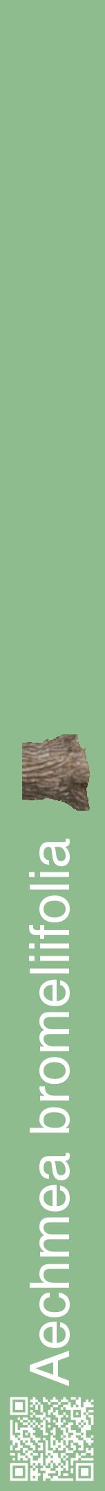 Étiquette de : Aechmea bromeliifolia - format a - style blanche13hel avec qrcode et comestibilité simplifiée
