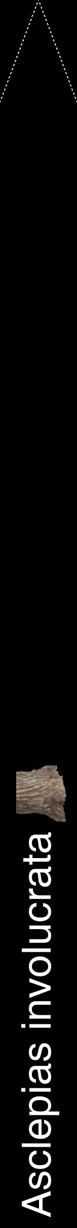 Étiquette de : Asclepias involucrata - format b - style blanche59hel avec comestibilité simplifiée