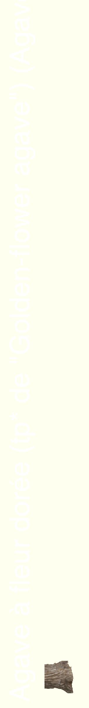 Étiquette de : Agave chrysantha - format c - style blanche19_simplehel avec comestibilité simplifiée