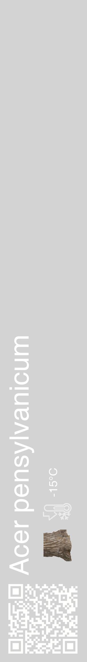 Étiquette de : Acer pensylvanicum - format c - style blanche56_basique_basiquehel avec qrcode et comestibilité simplifiée - position verticale