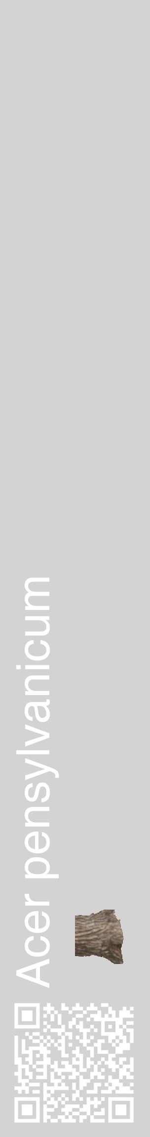 Étiquette de : Acer pensylvanicum - format c - style blanche56_basiquehel avec qrcode et comestibilité simplifiée