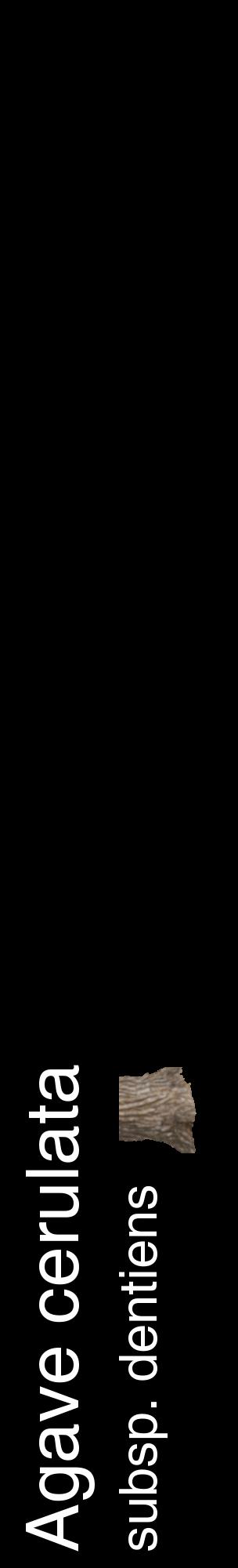 Étiquette de : Agave cerulata subsp. dentiens - format c - style blanche59_basiquehel avec comestibilité simplifiée