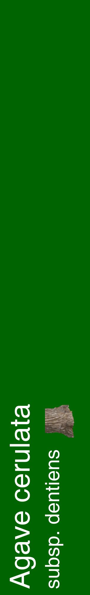 Étiquette de : Agave cerulata subsp. dentiens - format c - style blanche8_basiquehel avec comestibilité simplifiée