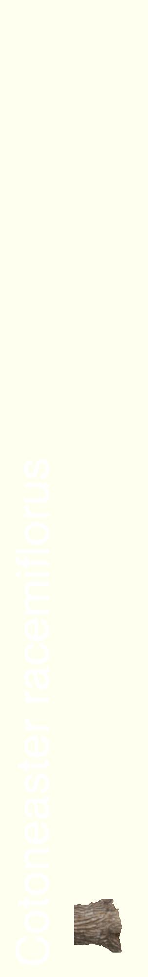 Étiquette de : Cotoneaster racemiflorus - format c - style blanche19_basiquehel avec comestibilité simplifiée