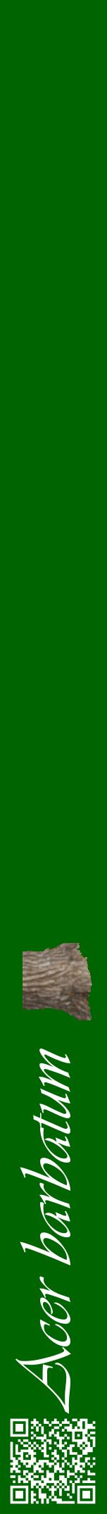 Étiquette de : Acer barbatum - format a - style blanche8viv avec qrcode et comestibilité simplifiée