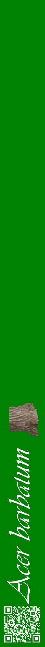 Étiquette de : Acer barbatum - format a - style blanche9viv avec qrcode et comestibilité simplifiée