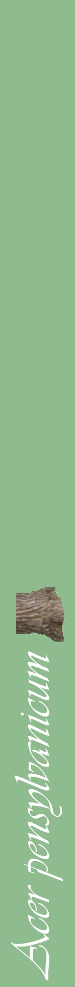 Étiquette de : Acer pensylvanicum - format a - style blanche13viv avec comestibilité simplifiée
