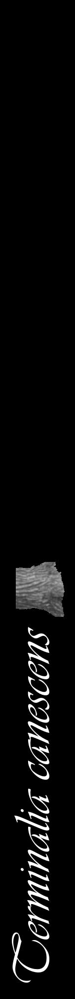 Étiquette de : Terminalia canescens - format a - style blanche59viv avec comestibilité simplifiée - position verticale