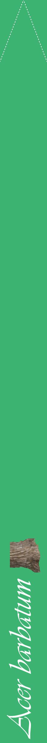 Étiquette de : Acer barbatum - format b - style blanche12viv avec comestibilité simplifiée