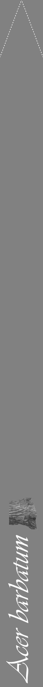Étiquette de : Acer barbatum - format b - style blanche50viv avec comestibilité simplifiée - position verticale