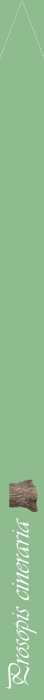 Étiquette de : Prosopis cineraria - format b - style blanche13viv avec comestibilité simplifiée