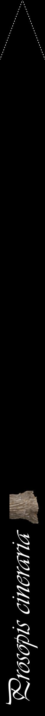 Étiquette de : Prosopis cineraria - format b - style blanche59viv avec comestibilité simplifiée
