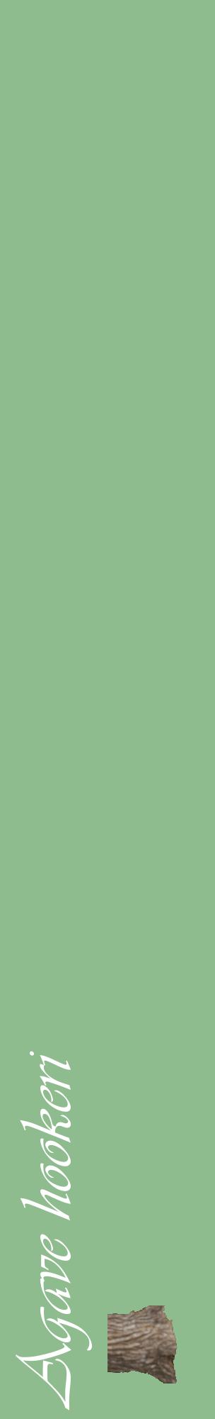 Étiquette de : Agave hookeri - format c - style blanche13_basiqueviv avec comestibilité simplifiée