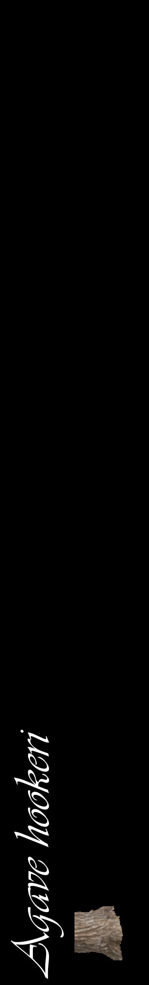 Étiquette de : Agave hookeri - format c - style blanche59_basiqueviv avec comestibilité simplifiée