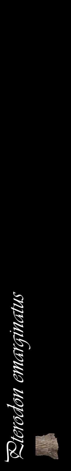 Étiquette de : Pterodon emarginatus - format c - style blanche59_basiqueviv avec comestibilité simplifiée