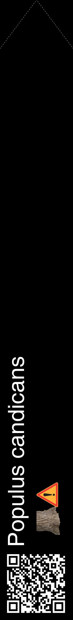 Étiquette de : Populus candicans - format c - style blanche59_simplehel avec qrcode et comestibilité simplifiée