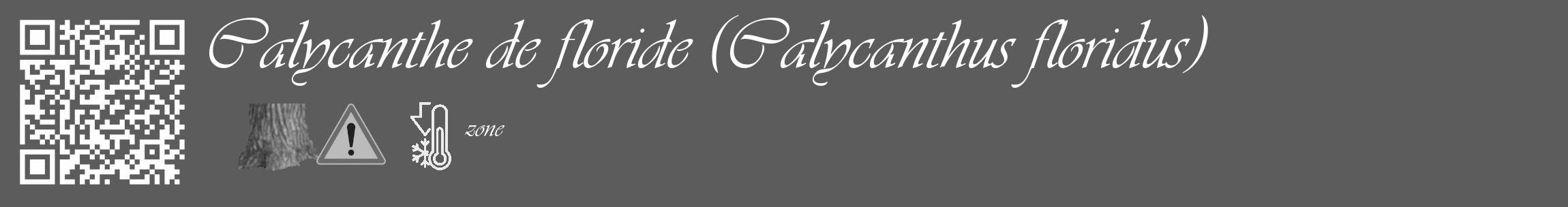 Étiquette de : Calycanthus floridus - format c - style blanche49_basique_basiqueviv avec qrcode et comestibilité simplifiée