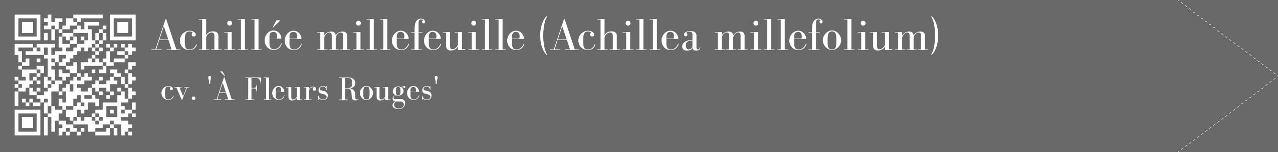 Étiquette de : Achillea millefolium cv. 'À Fleurs Rouges' - format c - style blanche11_simple_simplebod avec qrcode et comestibilité