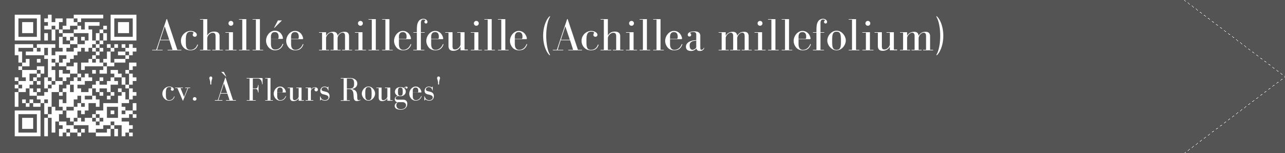 Étiquette de : Achillea millefolium cv. 'À Fleurs Rouges' - format c - style blanche30_simple_simplebod avec qrcode et comestibilité