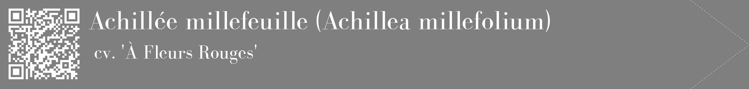 Étiquette de : Achillea millefolium cv. 'À Fleurs Rouges' - format c - style blanche31_simple_simplebod avec qrcode et comestibilité