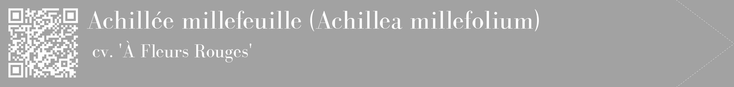 Étiquette de : Achillea millefolium cv. 'À Fleurs Rouges' - format c - style blanche38_simple_simplebod avec qrcode et comestibilité