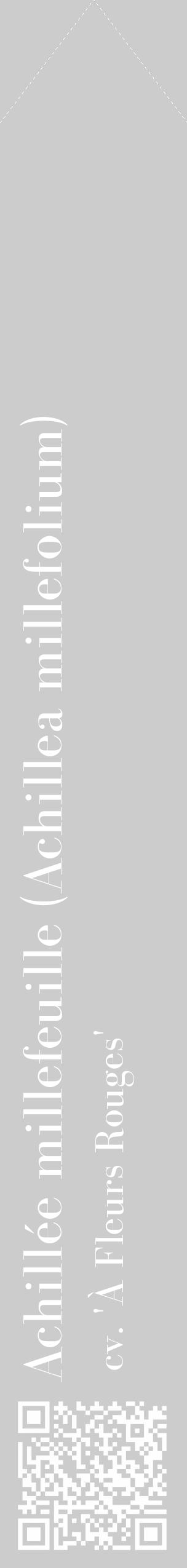 Étiquette de : Achillea millefolium cv. 'À Fleurs Rouges' - format c - style blanche0_simple_simplebod avec qrcode et comestibilité - position verticale
