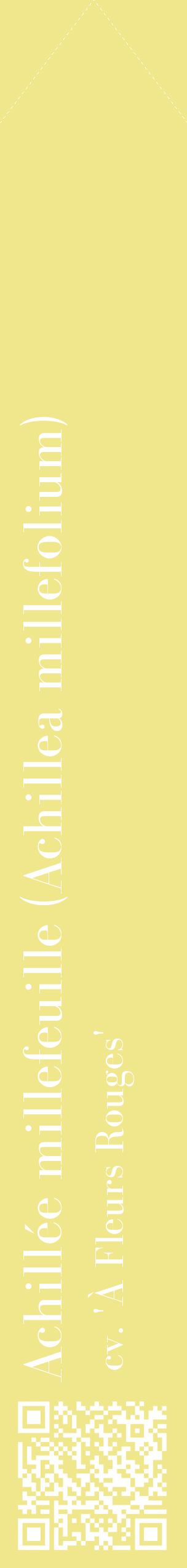 Étiquette de : Achillea millefolium cv. 'À Fleurs Rouges' - format c - style blanche20_simplebod avec qrcode et comestibilité