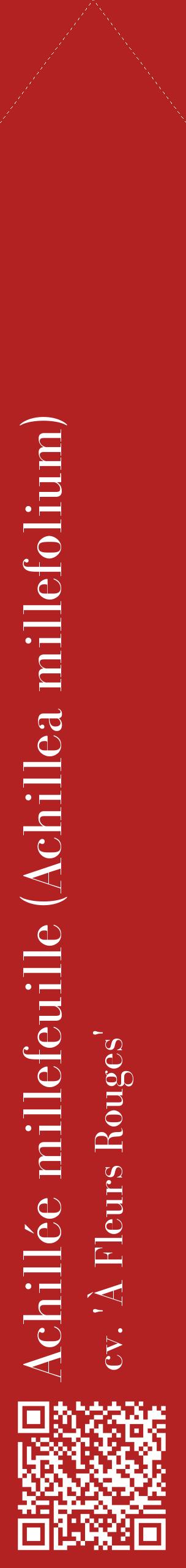 Étiquette de : Achillea millefolium cv. 'À Fleurs Rouges' - format c - style blanche28_simplebod avec qrcode et comestibilité
