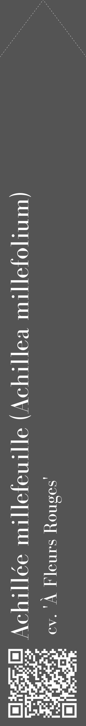 Étiquette de : Achillea millefolium cv. 'À Fleurs Rouges' - format c - style blanche30_simple_simplebod avec qrcode et comestibilité - position verticale