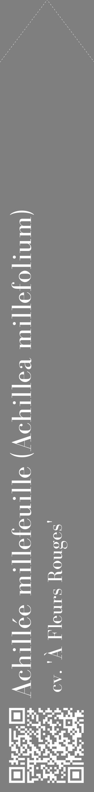 Étiquette de : Achillea millefolium cv. 'À Fleurs Rouges' - format c - style blanche31_simple_simplebod avec qrcode et comestibilité - position verticale