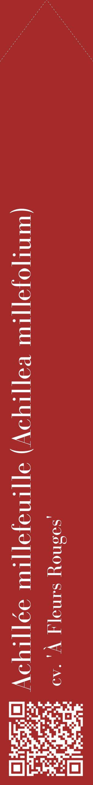 Étiquette de : Achillea millefolium cv. 'À Fleurs Rouges' - format c - style blanche33_simplebod avec qrcode et comestibilité