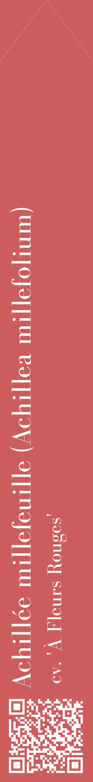 Étiquette de : Achillea millefolium cv. 'À Fleurs Rouges' - format c - style blanche35_simplebod avec qrcode et comestibilité