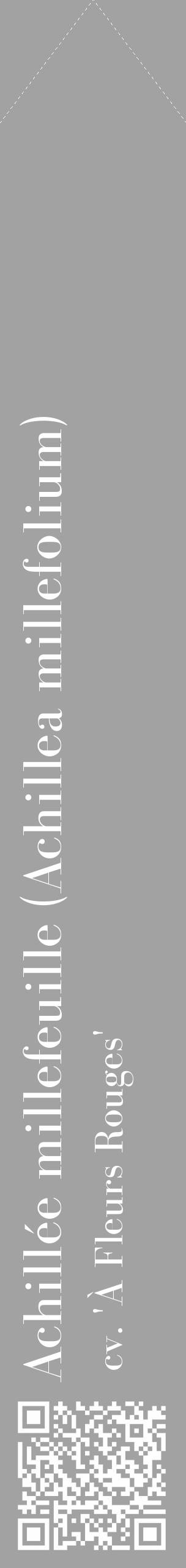 Étiquette de : Achillea millefolium cv. 'À Fleurs Rouges' - format c - style blanche38_simple_simplebod avec qrcode et comestibilité - position verticale