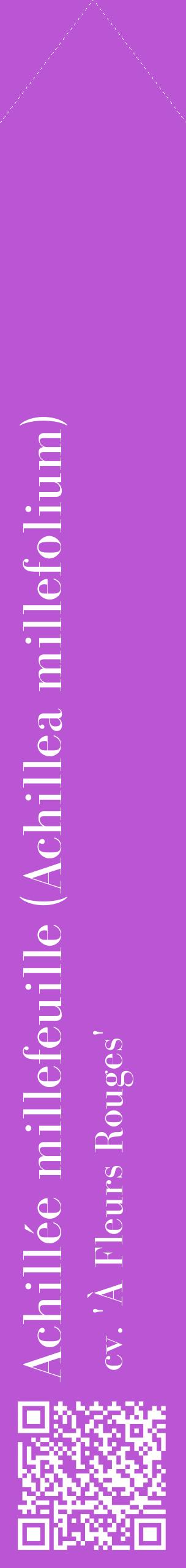 Étiquette de : Achillea millefolium cv. 'À Fleurs Rouges' - format c - style blanche50_simplebod avec qrcode et comestibilité