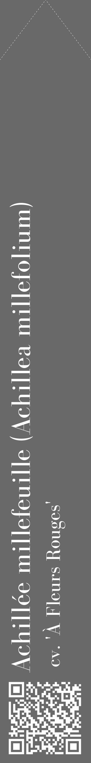 Étiquette de : Achillea millefolium cv. 'À Fleurs Rouges' - format c - style blanche51_simple_simplebod avec qrcode et comestibilité - position verticale