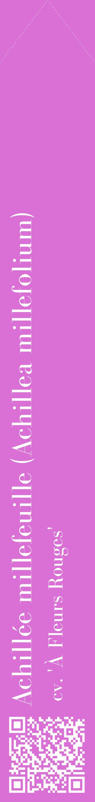 Étiquette de : Achillea millefolium cv. 'À Fleurs Rouges' - format c - style blanche52_simplebod avec qrcode et comestibilité