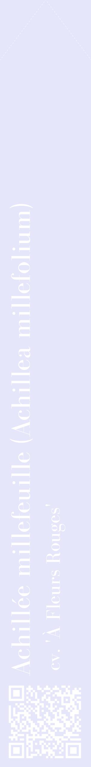 Étiquette de : Achillea millefolium cv. 'À Fleurs Rouges' - format c - style blanche55_simplebod avec qrcode et comestibilité