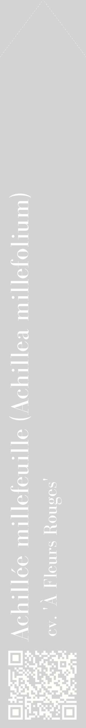 Étiquette de : Achillea millefolium cv. 'À Fleurs Rouges' - format c - style blanche56_simplebod avec qrcode et comestibilité