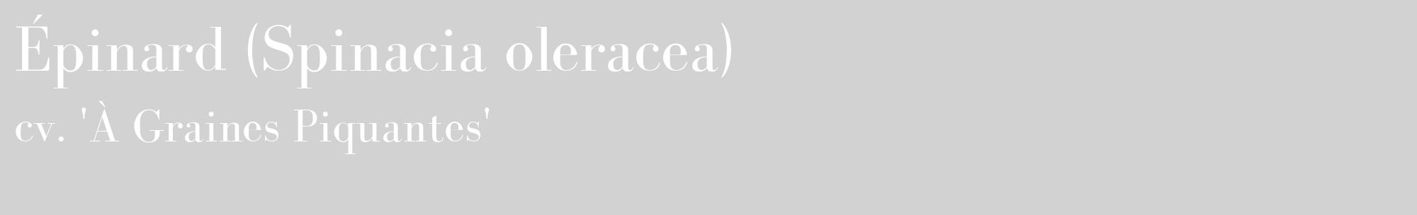 Étiquette de : Spinacia oleracea cv. 'À Graines Piquantes' - format c - style blanche14_basique_basiquebod avec comestibilité