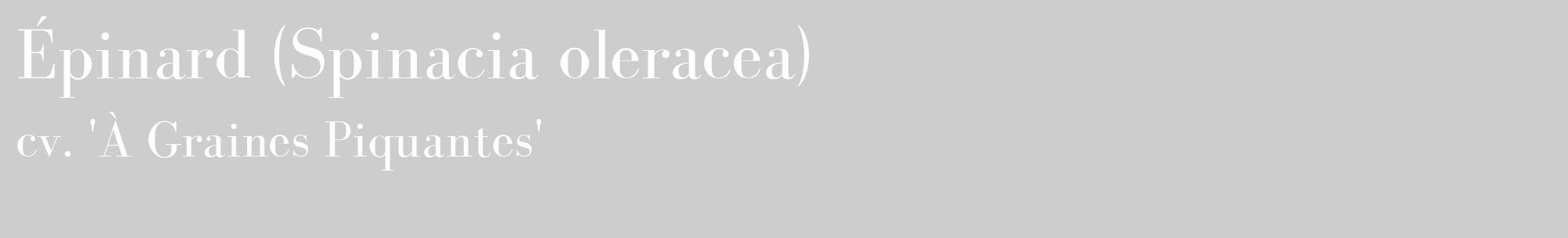 Étiquette de : Spinacia oleracea cv. 'À Graines Piquantes' - format c - style blanche41_basique_basiquebod avec comestibilité