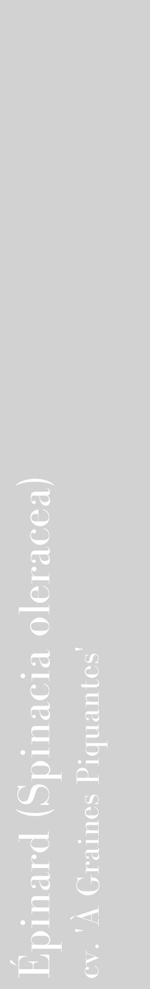 Étiquette de : Spinacia oleracea cv. 'À Graines Piquantes' - format c - style blanche14_basique_basiquebod avec comestibilité - position verticale