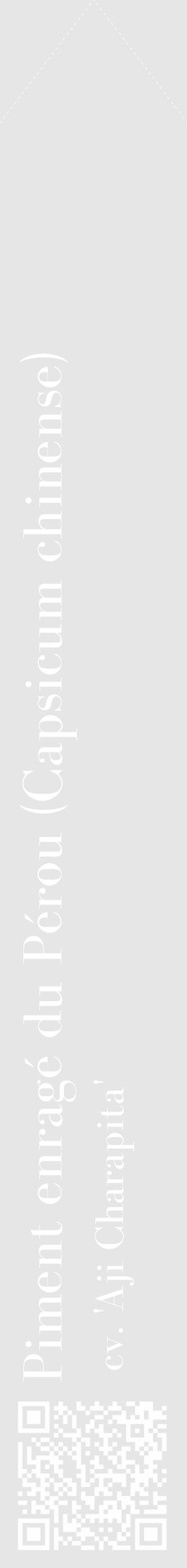 Étiquette de : Capsicum chinense cv. 'Aji Charapita' - format c - style blanche18_simple_simplebod avec qrcode et comestibilité - position verticale
