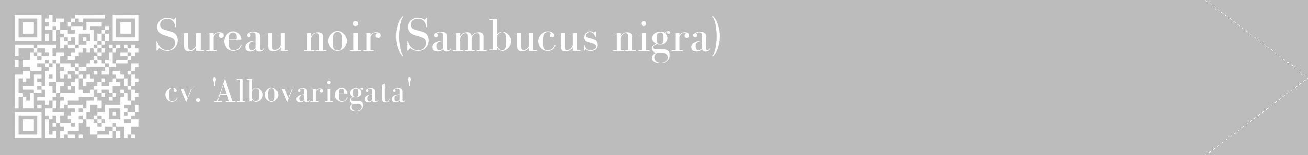 Étiquette de : Sambucus nigra cv. 'Albovariegata' - format c - style blanche1_simple_simplebod avec qrcode et comestibilité