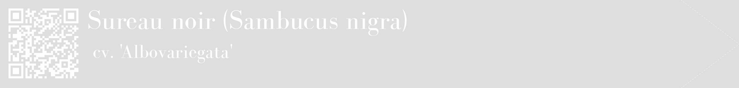 Étiquette de : Sambucus nigra cv. 'Albovariegata' - format c - style blanche20_simple_simplebod avec qrcode et comestibilité