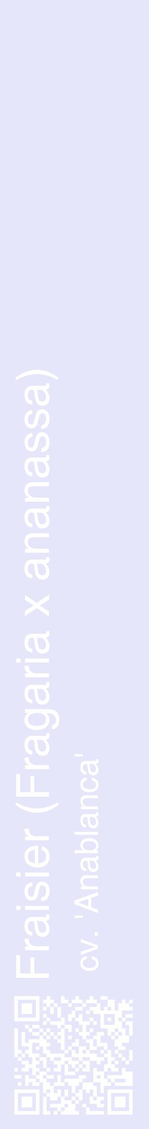 Étiquette de : Fragaria x ananassa cv. 'Anablanca' - format c - style blanche55_basiquehel avec qrcode et comestibilité